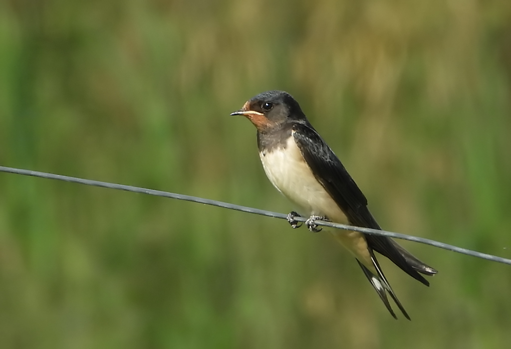 Hirundo rustica Barn Swallow Boerenzwaluw